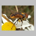 Phasia aurigera - Raupenfliege m09.jpg